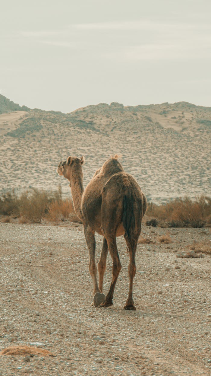 A lone dromedary camel walks through the arid desert landscape of Algeria.