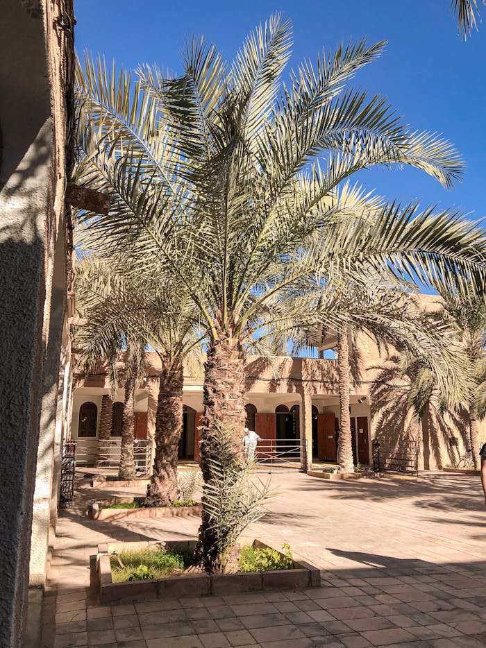 Beautiful courtyard with traditional architecture and palm trees in sunny Ghardaïa, Algeria.